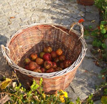 Herbst Herbst